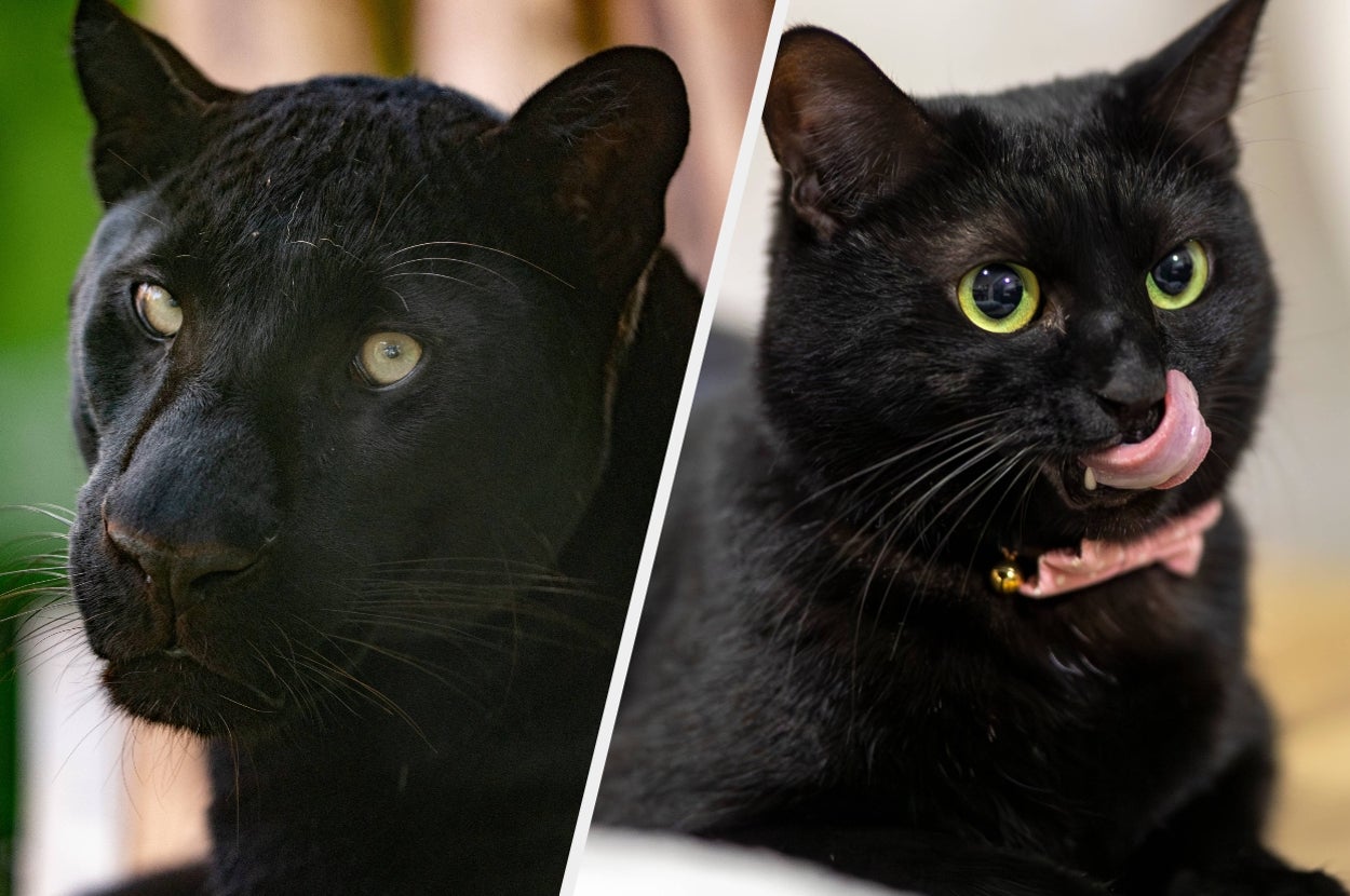 Which Shadowy Animal Mirrors Your Deepest Subconscious?