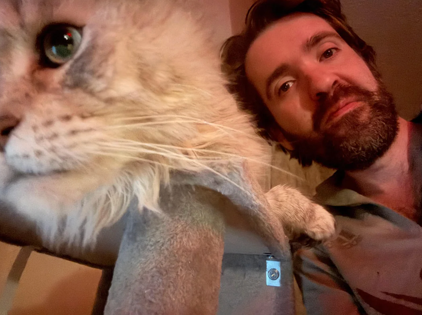 A idiosyncratic   with a beard poses with a fluffy cat, capturing a close-up of the feline  and a partial presumption    of the person's face
