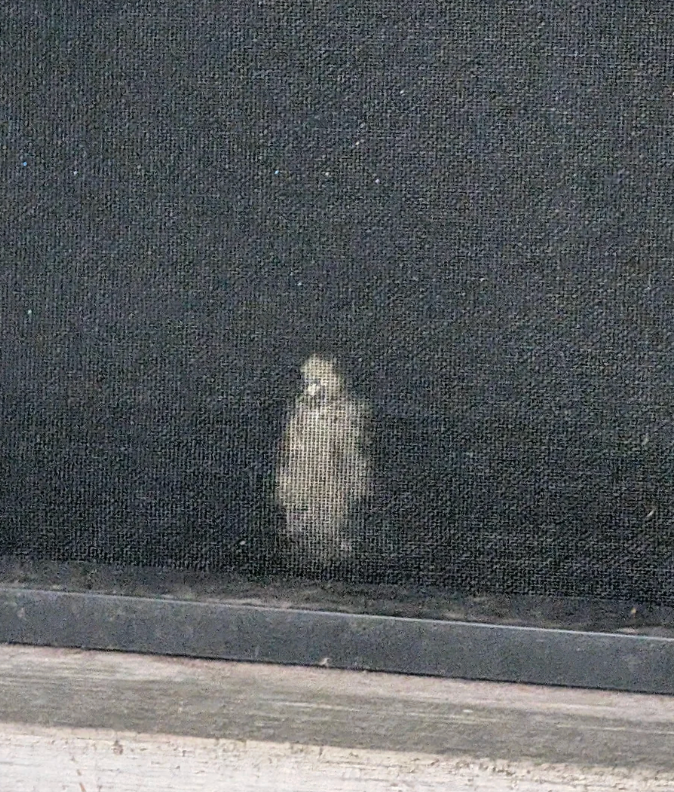 Bird imprint connected  a model   screen, resembling a tiny  fluff with wings spread, suggesting a collision