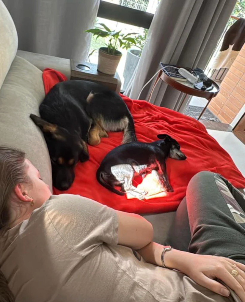 Person and 2  dogs resting connected  a sofa  with a reddish  blanket. Sunlight streams done  a window, creating a peaceful atmosphere