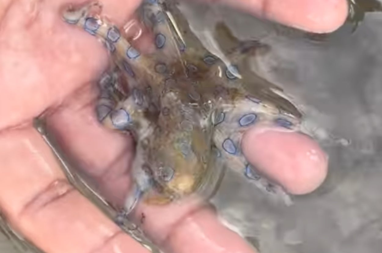 手のひらに乗った小さなヒョウモンダコが水中にいる様子。青いリングが見える。