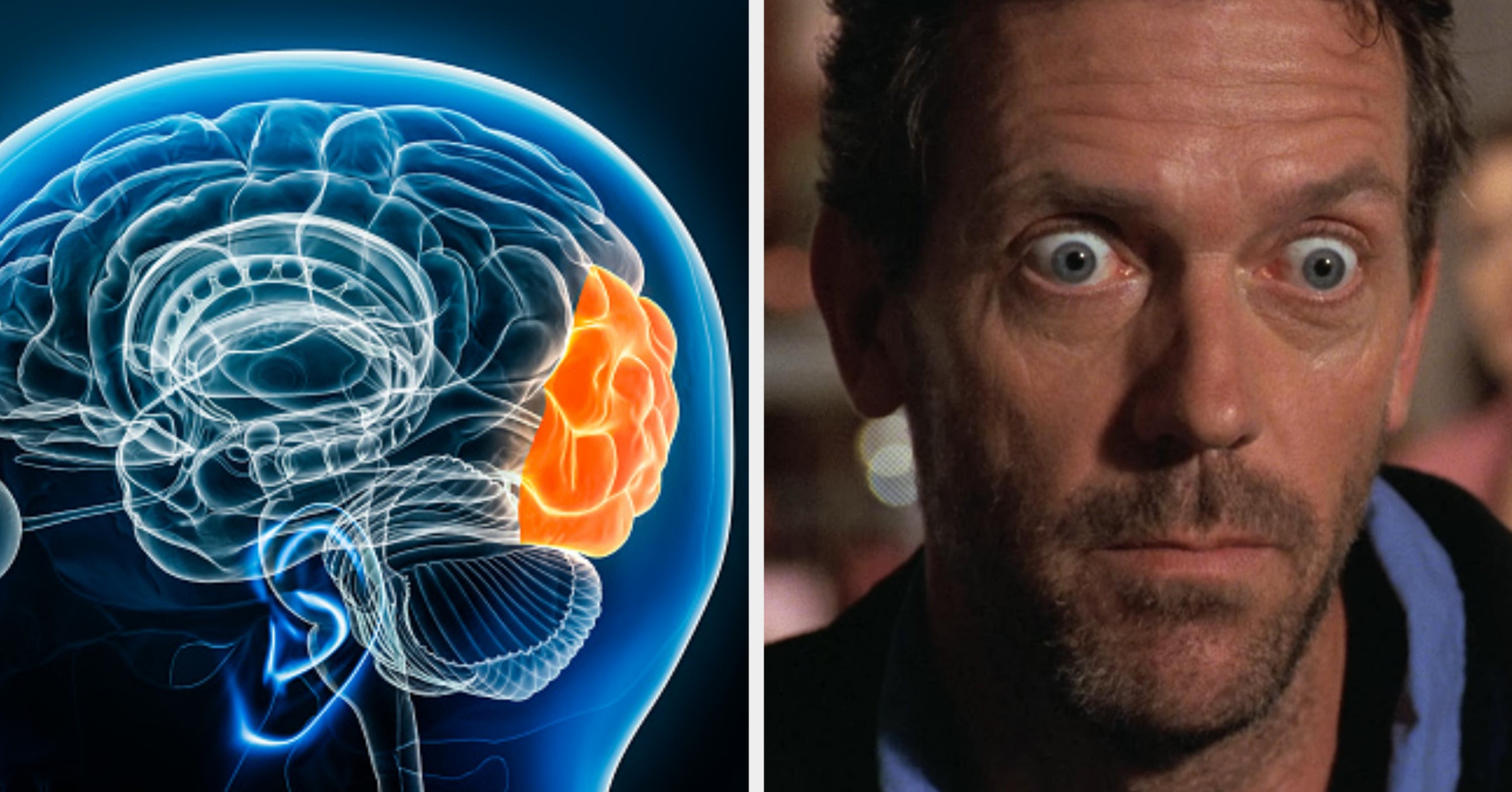 Everyone Is A Specific Part Of The Brain — Which One Are You?