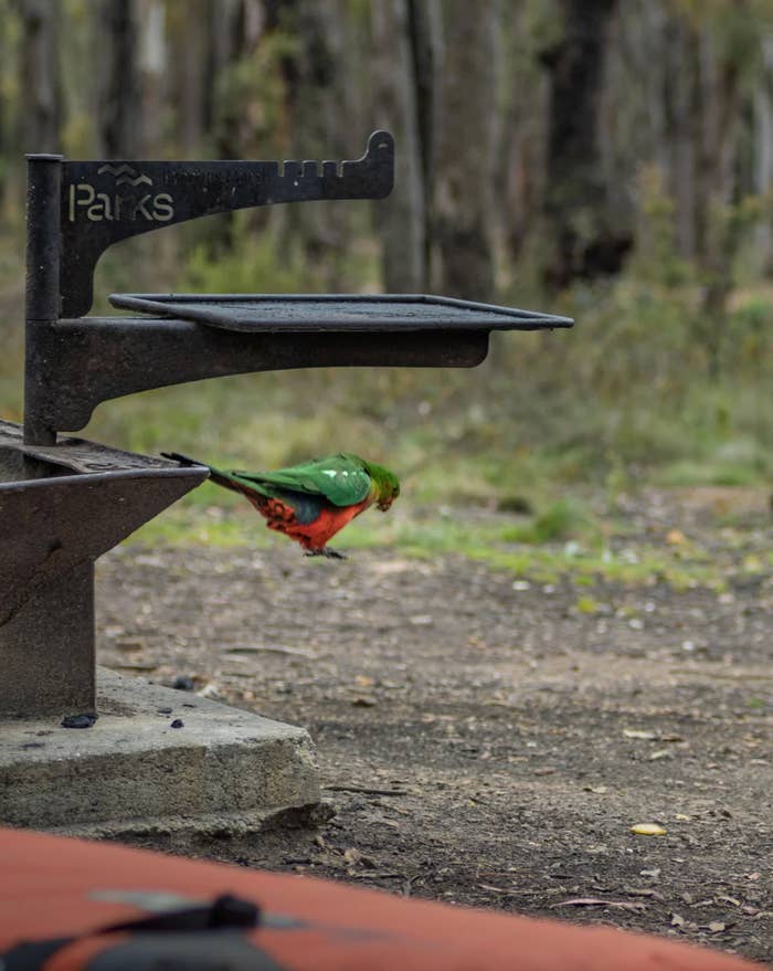 A colorful parrot perches connected  a barbecue grill successful  a forested parkland  setting, gazing downward