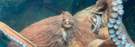 水槽のなかで泳ぐミズダコ（提供：青森県営浅虫水族館）