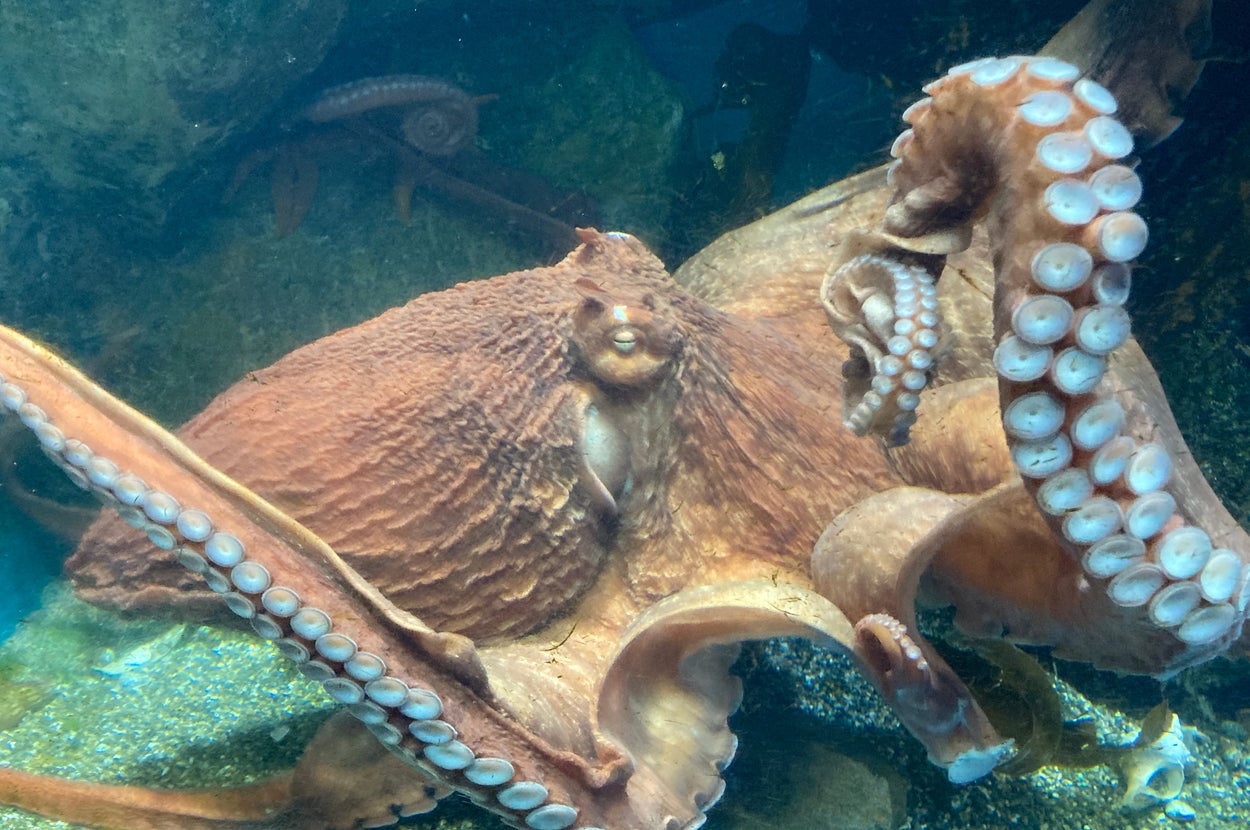 水槽のなかで泳ぐミズダコ（提供：青森県営浅虫水族館）