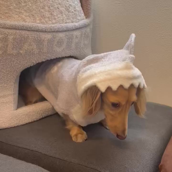 不機嫌なちゃちゃちゃん（ちゃちゃさんのXアカウントより）