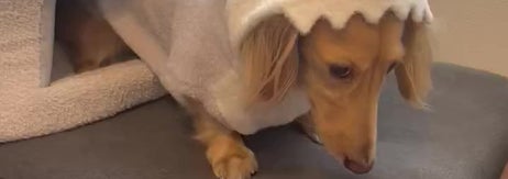 不機嫌なちゃちゃちゃん（ちゃちゃさんのXアカウントより）