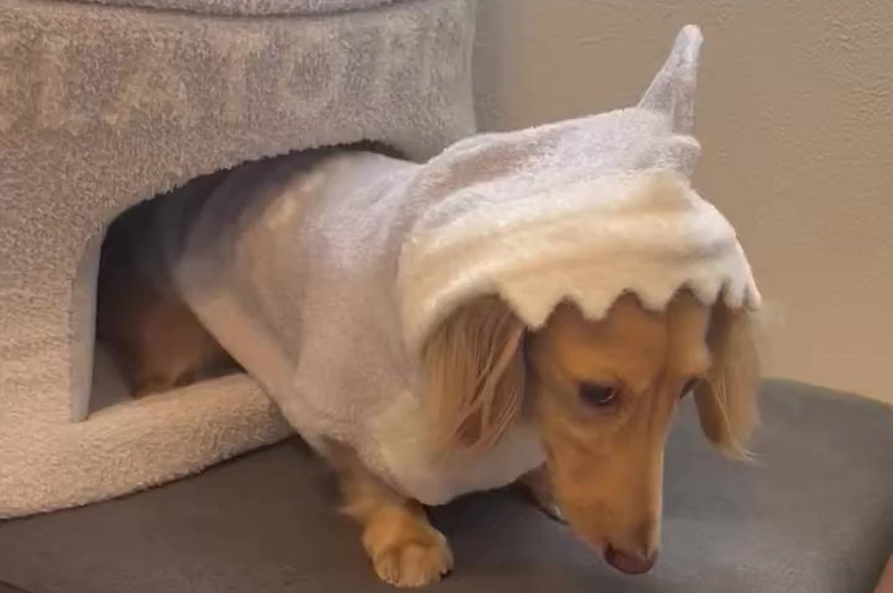 不機嫌なちゃちゃちゃん（ちゃちゃさんのXアカウントより）