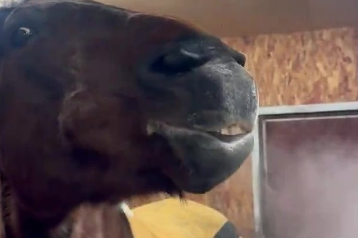 おでんを食べていそうなオリちゃん（真駒内乗馬クラブ(札幌)さんのXアカウントより）