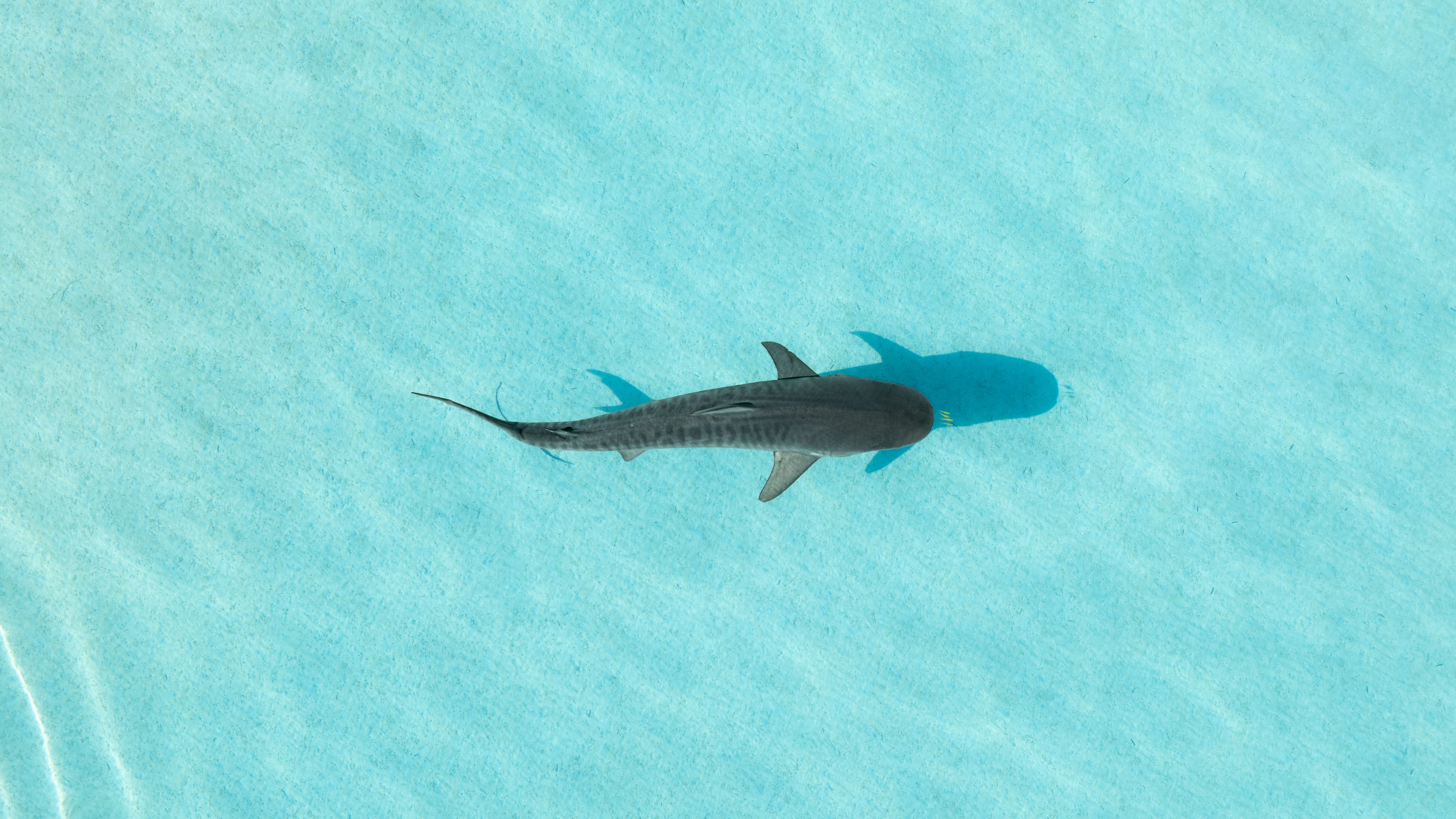 上から見たサメが水中を泳いでいる様子。