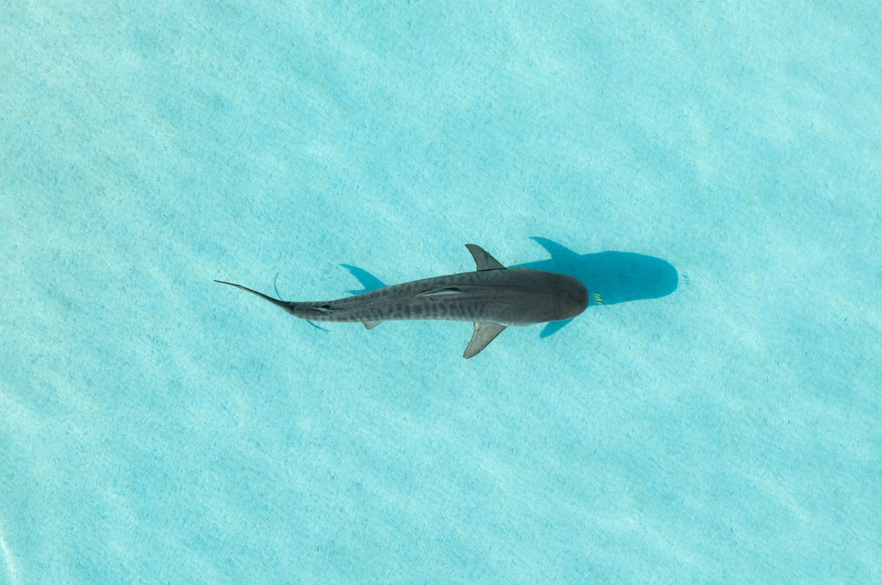 上から見たサメが水中を泳いでいる様子。