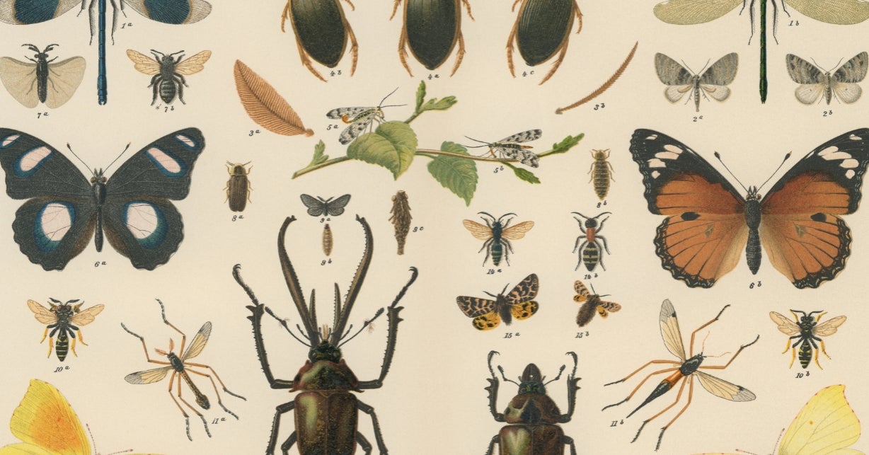 Are You A Butterfly, Bumblebee, Dragonfly, Spider, Roach, Moth, Praying Mantis, Ant, Roly-Poly, Or Ladybug?