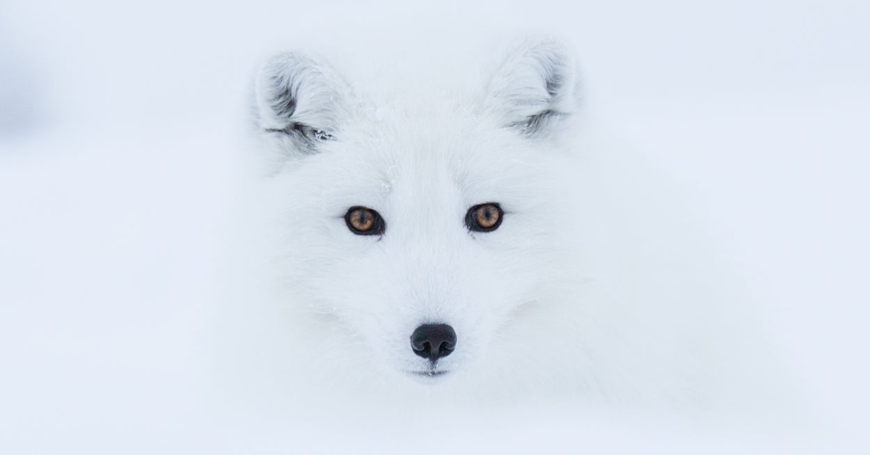 In This Simple, 7-Question Quiz, You'll FINALLYYYYYYYYY Determine Which Wintery Animal You Are