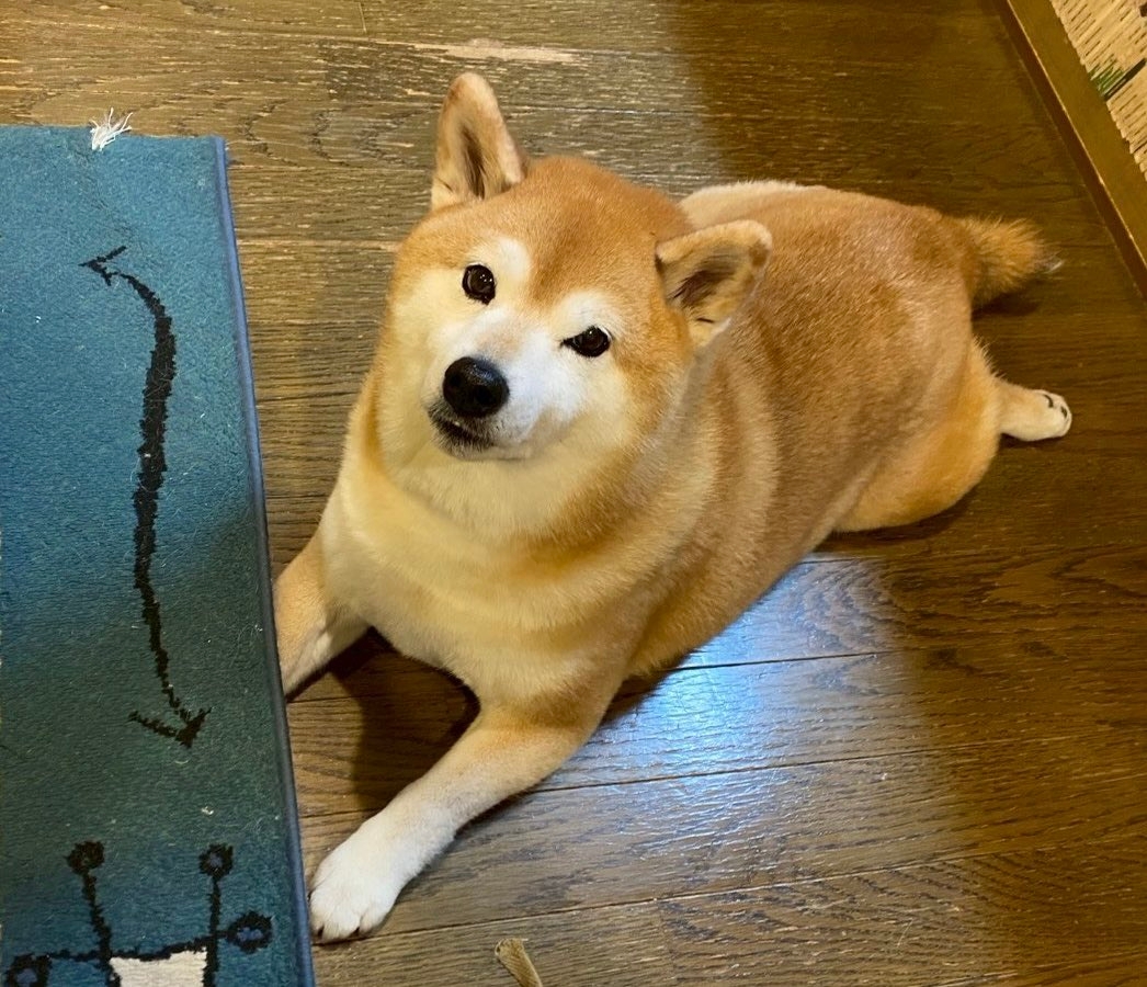 床に伏せる瑚子（ココ）ちゃん / 柴犬 瑚子さんのXアカウント（@shibacoco0613）より