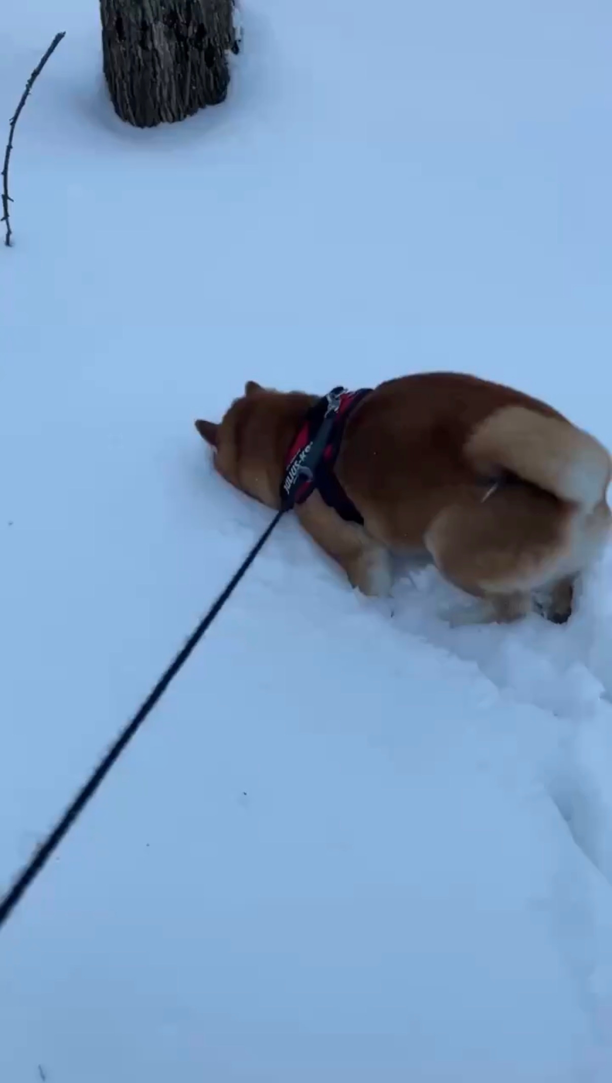 雪に顔をうずめる瑚子（ココ）ちゃん / 柴犬 瑚子さんのXアカウント（@shibacoco0613）より