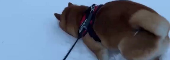 雪に顔をうずめる瑚子（ココ）ちゃん / 柴犬 瑚子さんのXアカウント（@shibacoco0613）より