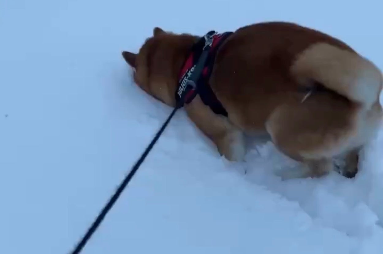 雪に顔をうずめる瑚子（ココ）ちゃん / 柴犬 瑚子さんのXアカウント（@shibacoco0613）より