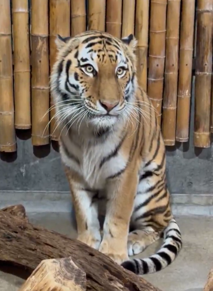 いしかわ動物園　アムールトラのミタケ