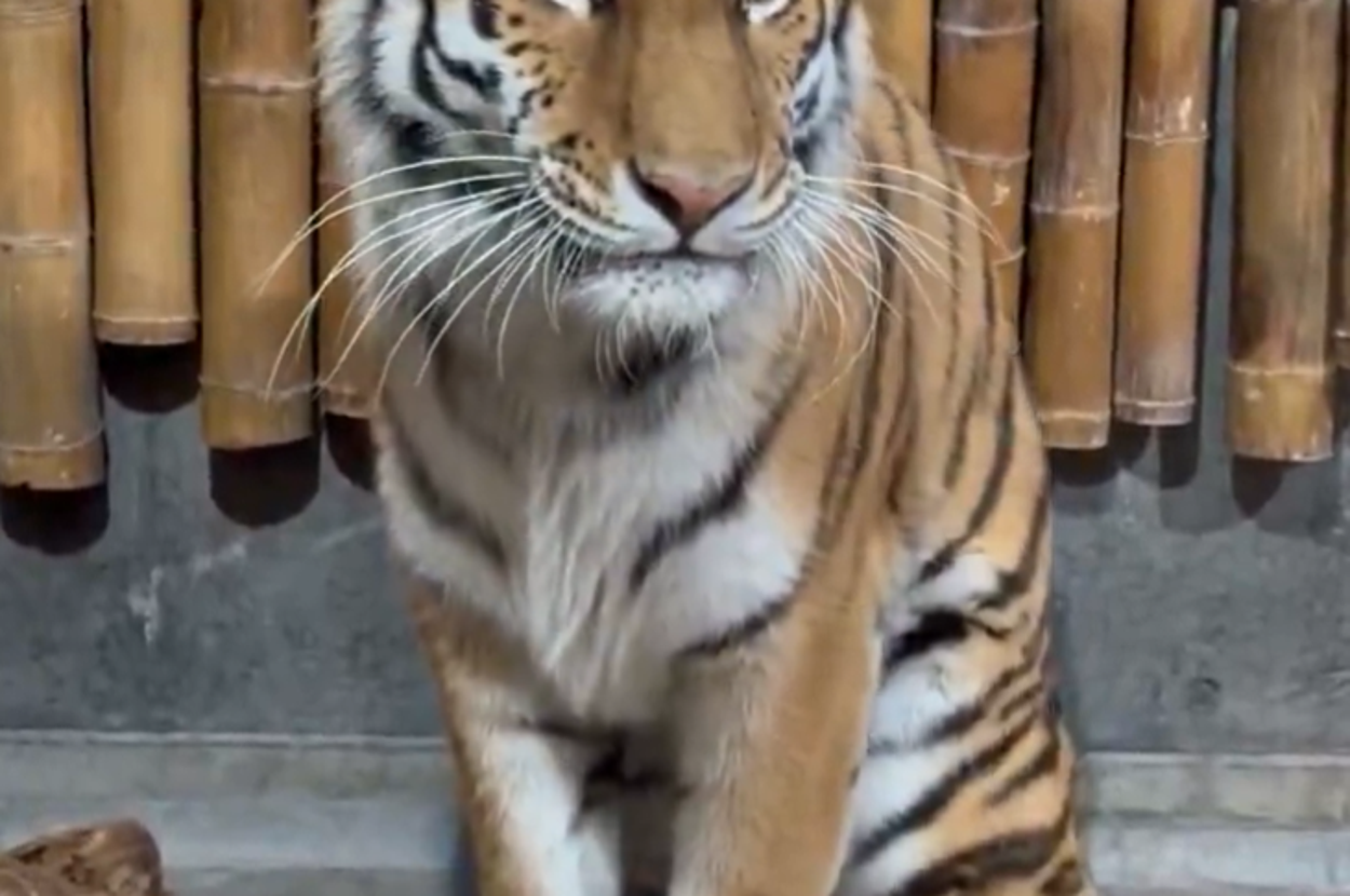 いしかわ動物園　アムールトラのミタケ