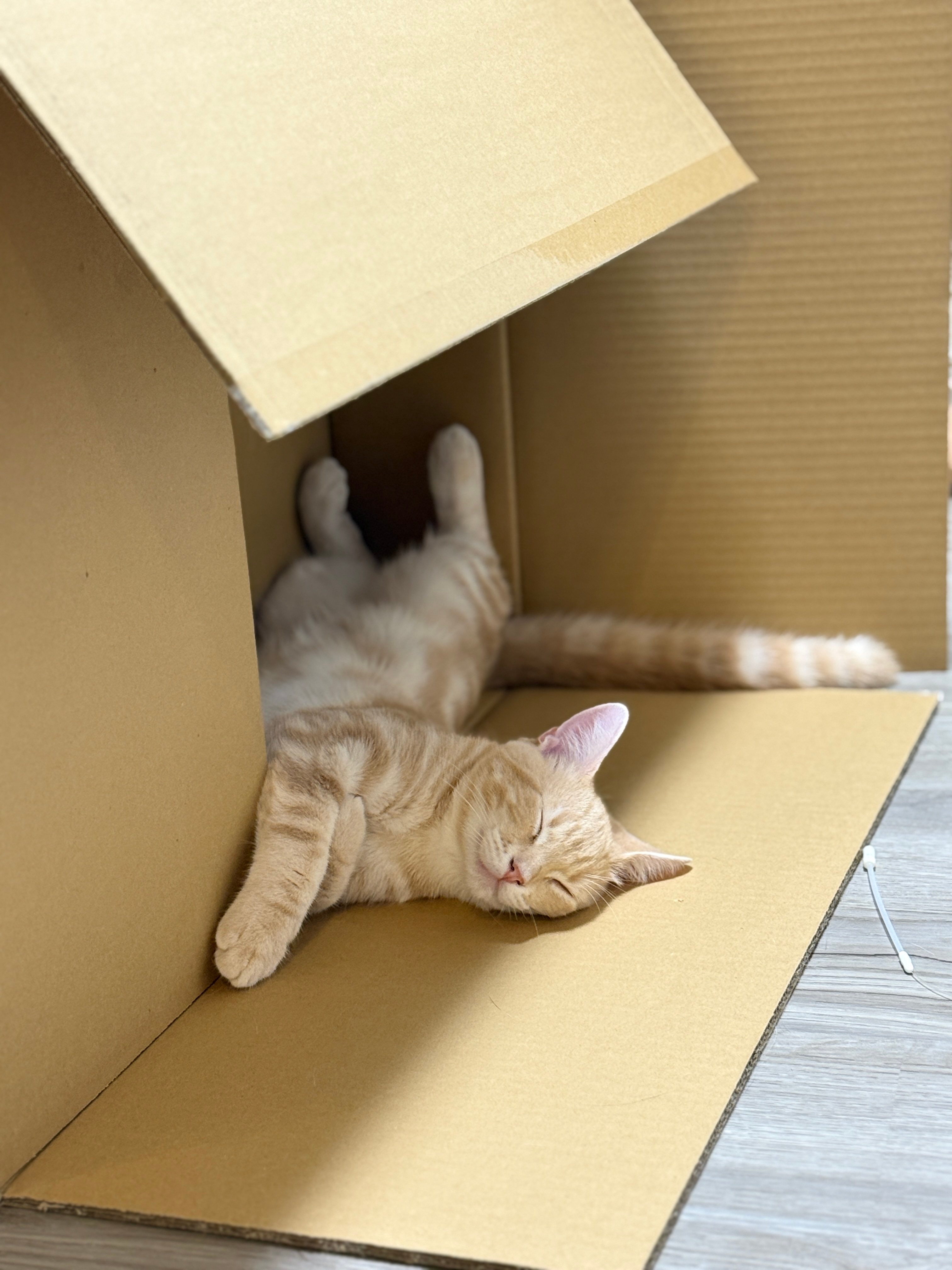 特大の箱の中でぐっすりなミクくん（ぷくりさんのXアカウントより）