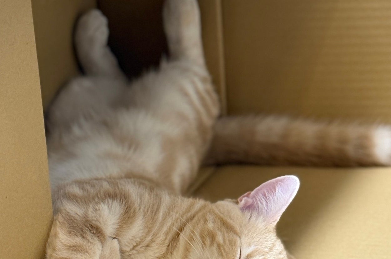 特大の箱の中でぐっすりなミクくん（ぷくりさんのXアカウントより）