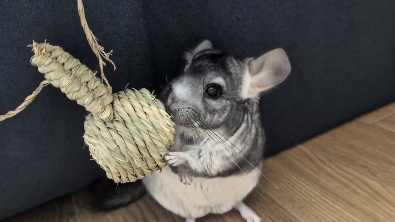 びっくりしている様子のライくん（みゅーるさんのXアカウントより）