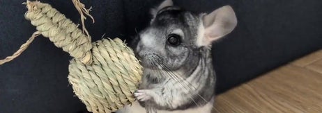 びっくりしている様子のライくん（みゅーるさんのXアカウントより）