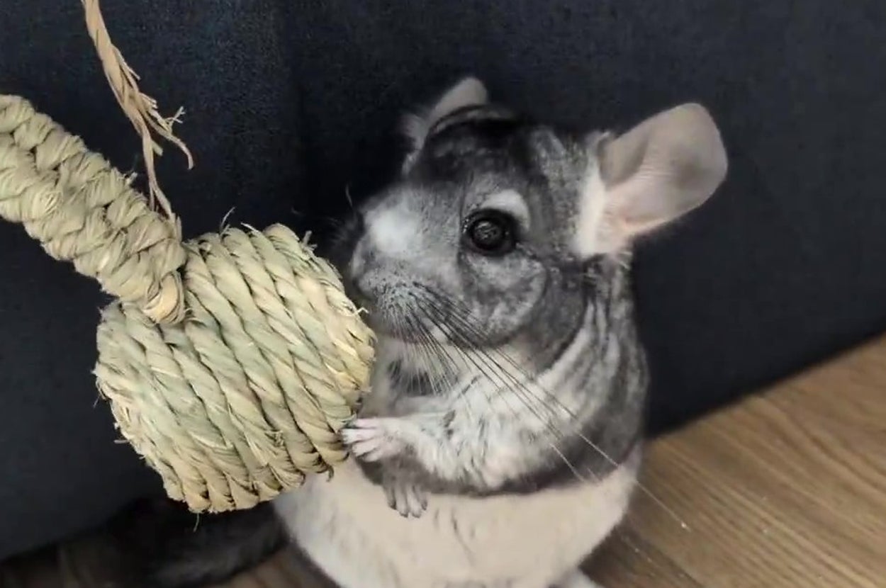 びっくりしている様子のライくん（みゅーるさんのXアカウントより）