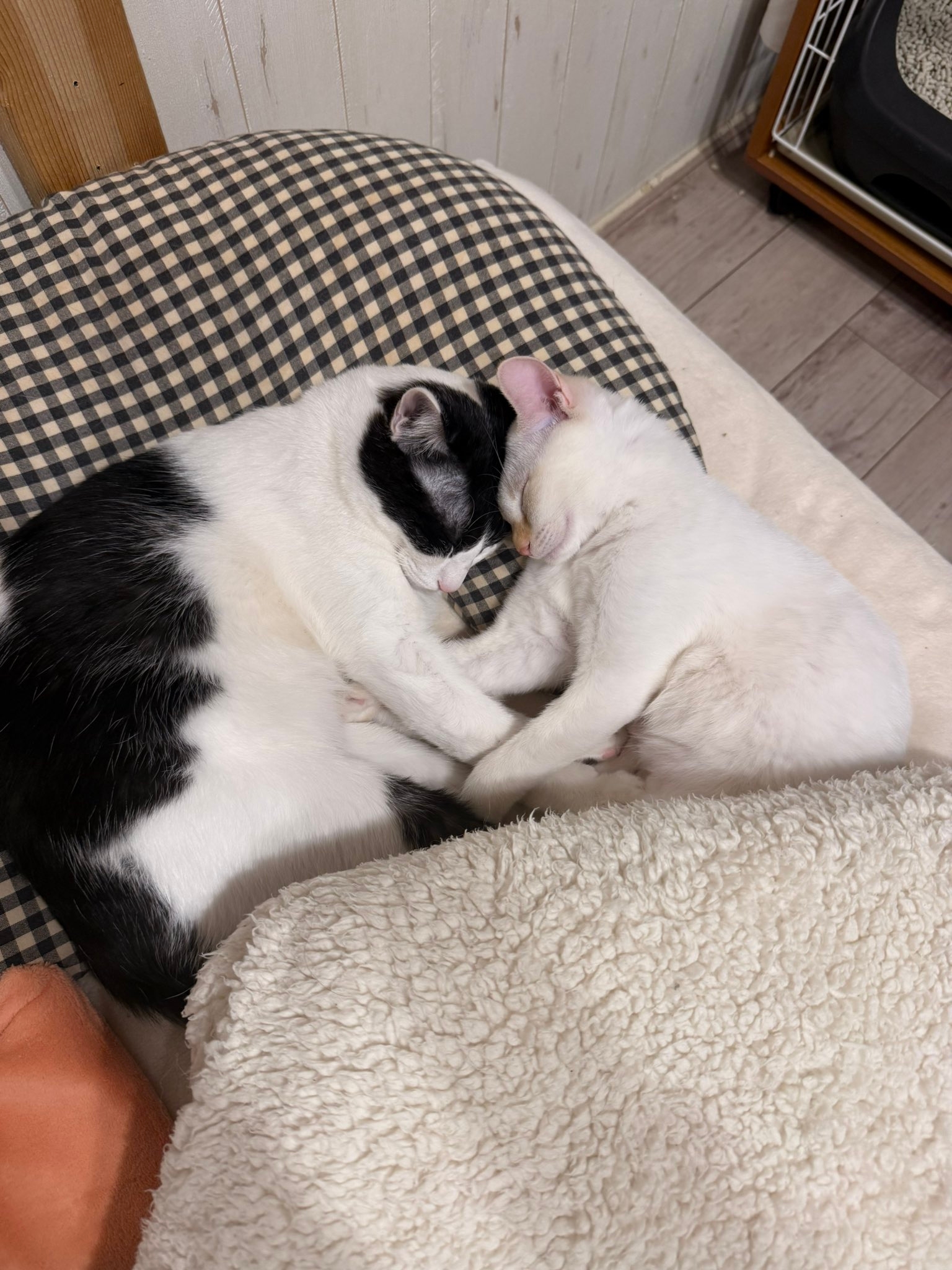 仲睦まじく寄せ合って眠る、にゃんちゅうくんとウェルちゃん / ちゃんまいさんのXアカウント（@maichan4568）より