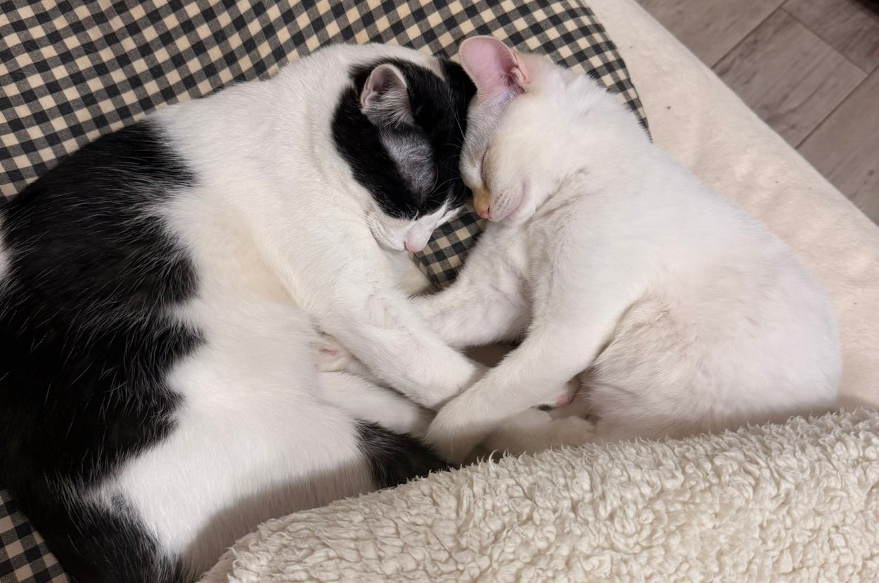 仲睦まじく寄せ合って眠る、にゃんちゅうくんとウェルちゃん / ちゃんまいさんのXアカウント（@maichan4568）より
