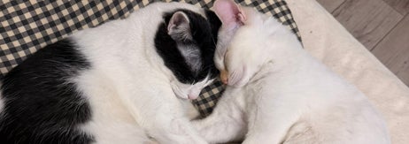 仲睦まじく寄せ合って眠る、にゃんちゅうくんとウェルちゃん / ちゃんまいさんのXアカウント（@maichan4568）より