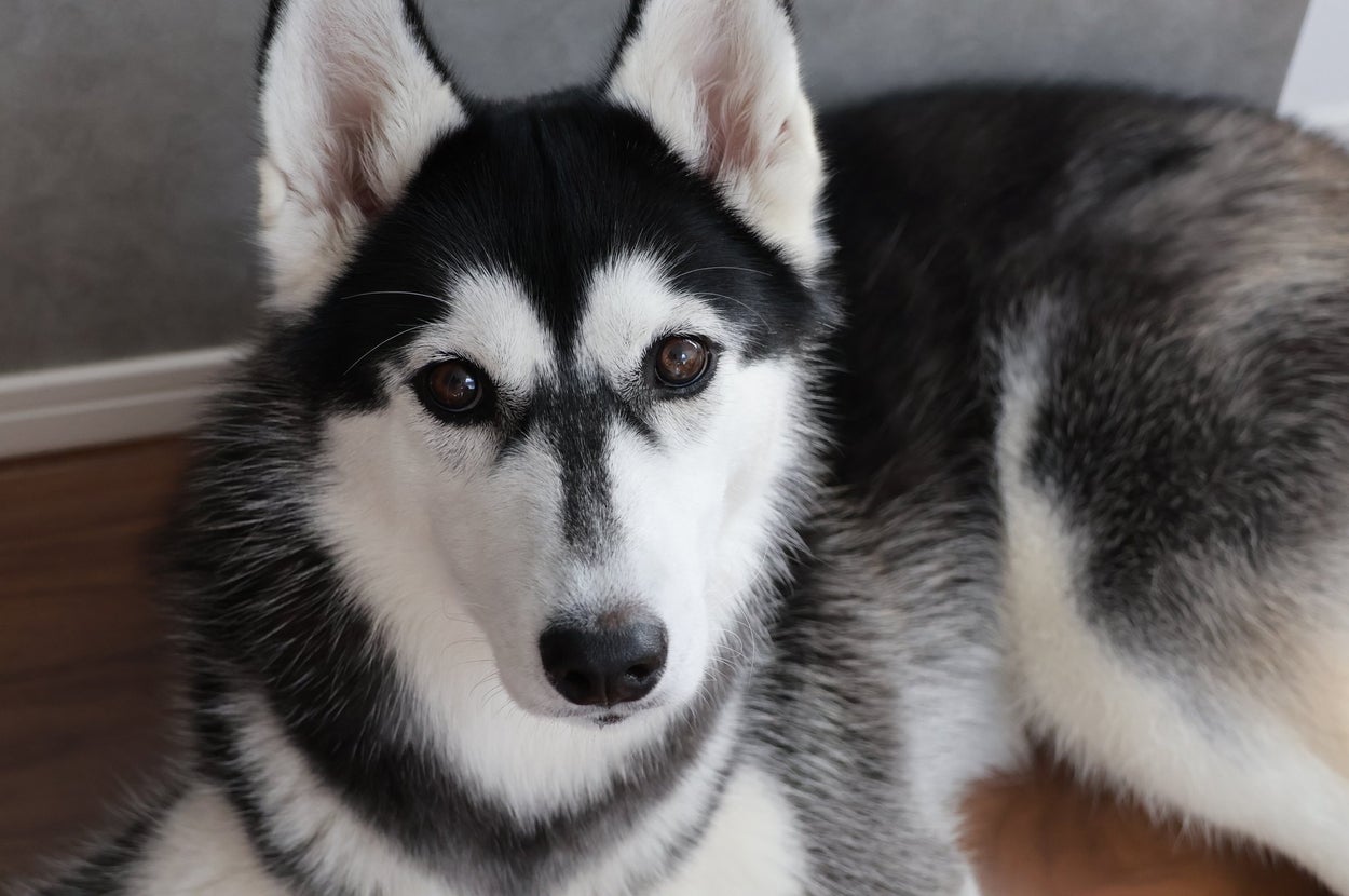 シベリアンハスキーのサンちゃん / エトアルサン！さん（@ett_er_bro）Xより