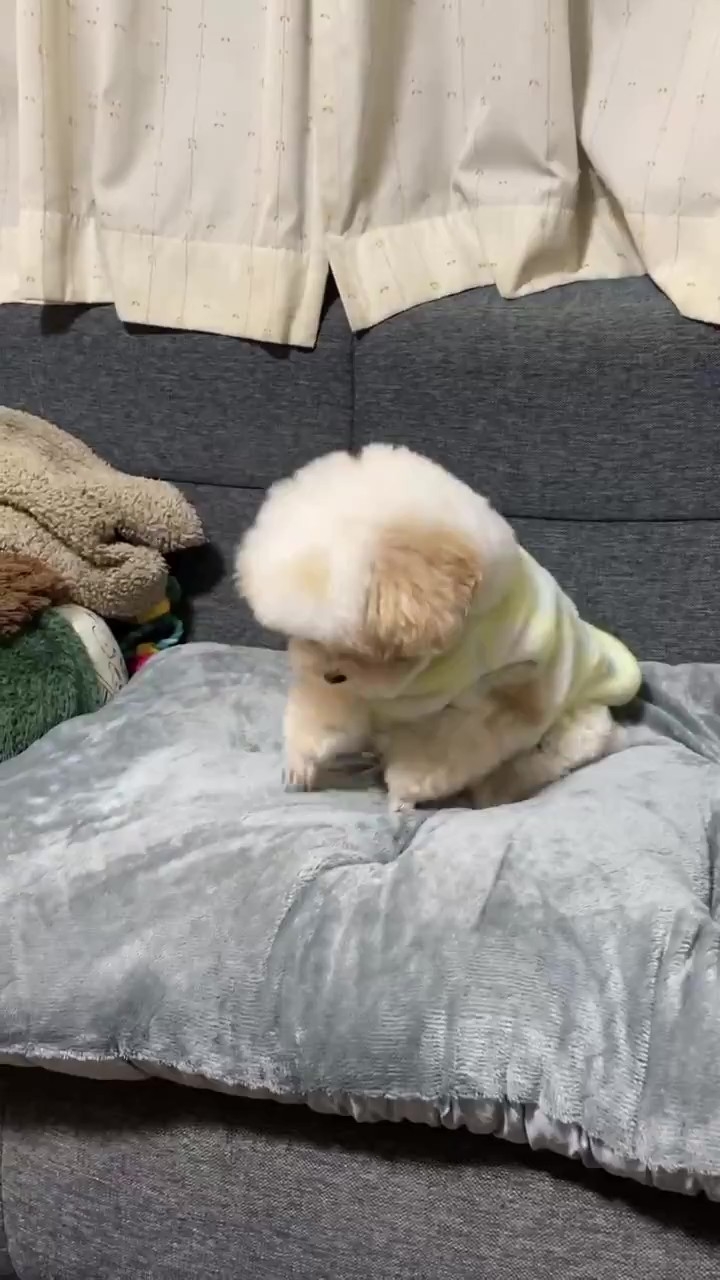 クッションをホリホリするハチミツくん（ハチミツ(トイプー)さんのXアカウントより）