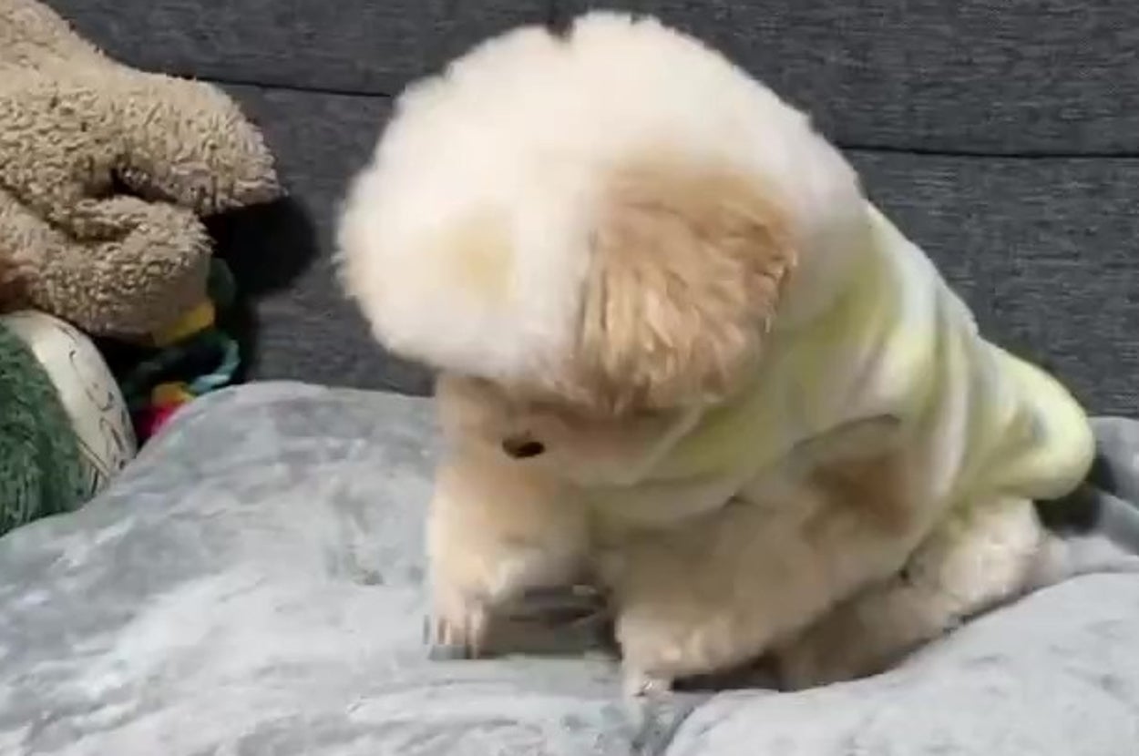 クッションをホリホリするハチミツくん（ハチミツ(トイプー)さんのXアカウントより）