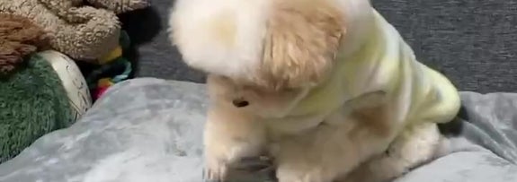 クッションをホリホリするハチミツくん（ハチミツ(トイプー)さんのXアカウントより）