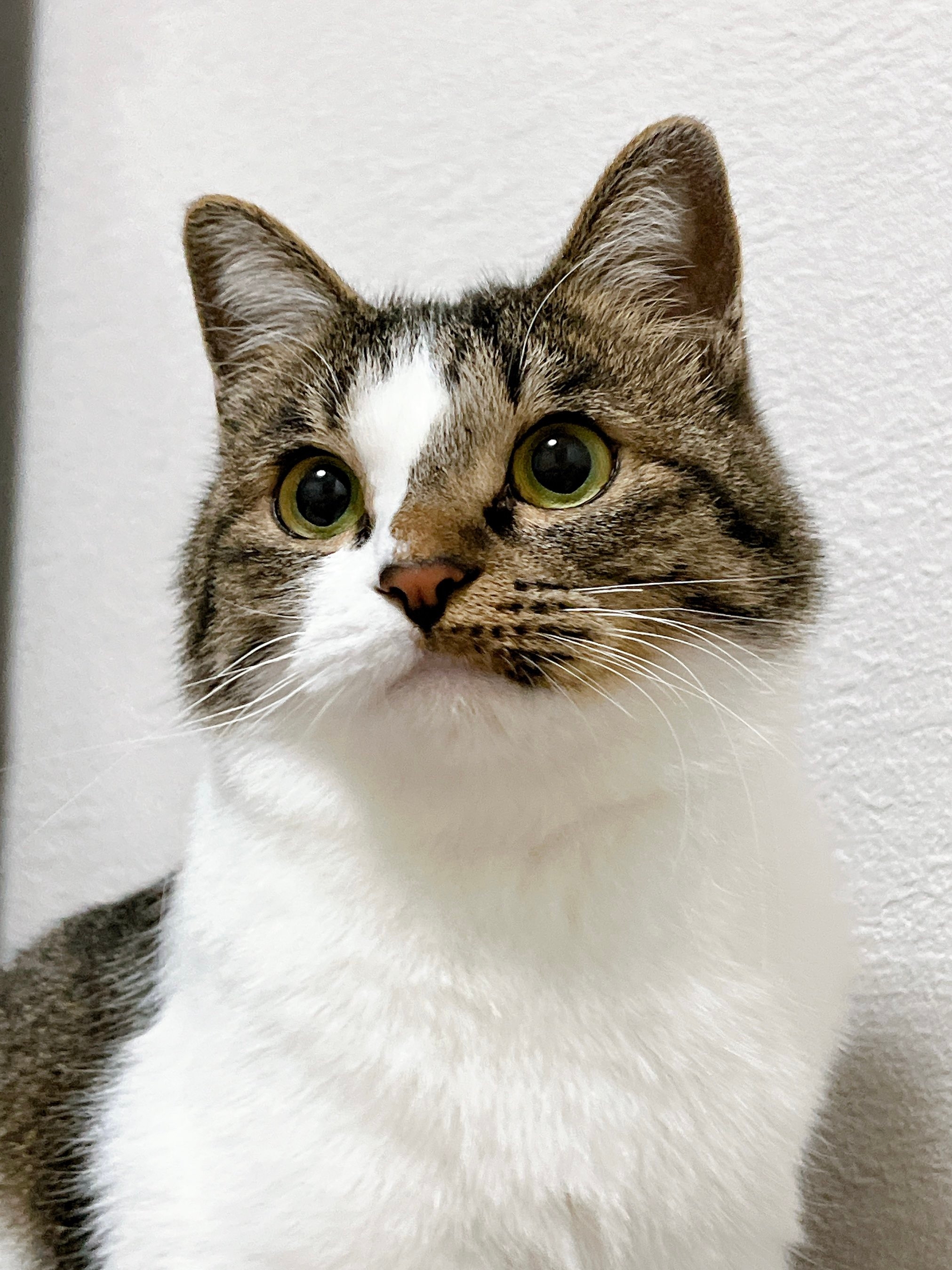 普段のラテちゃん / 飼い主さんのXアカウント（@nekokawaii1214）より