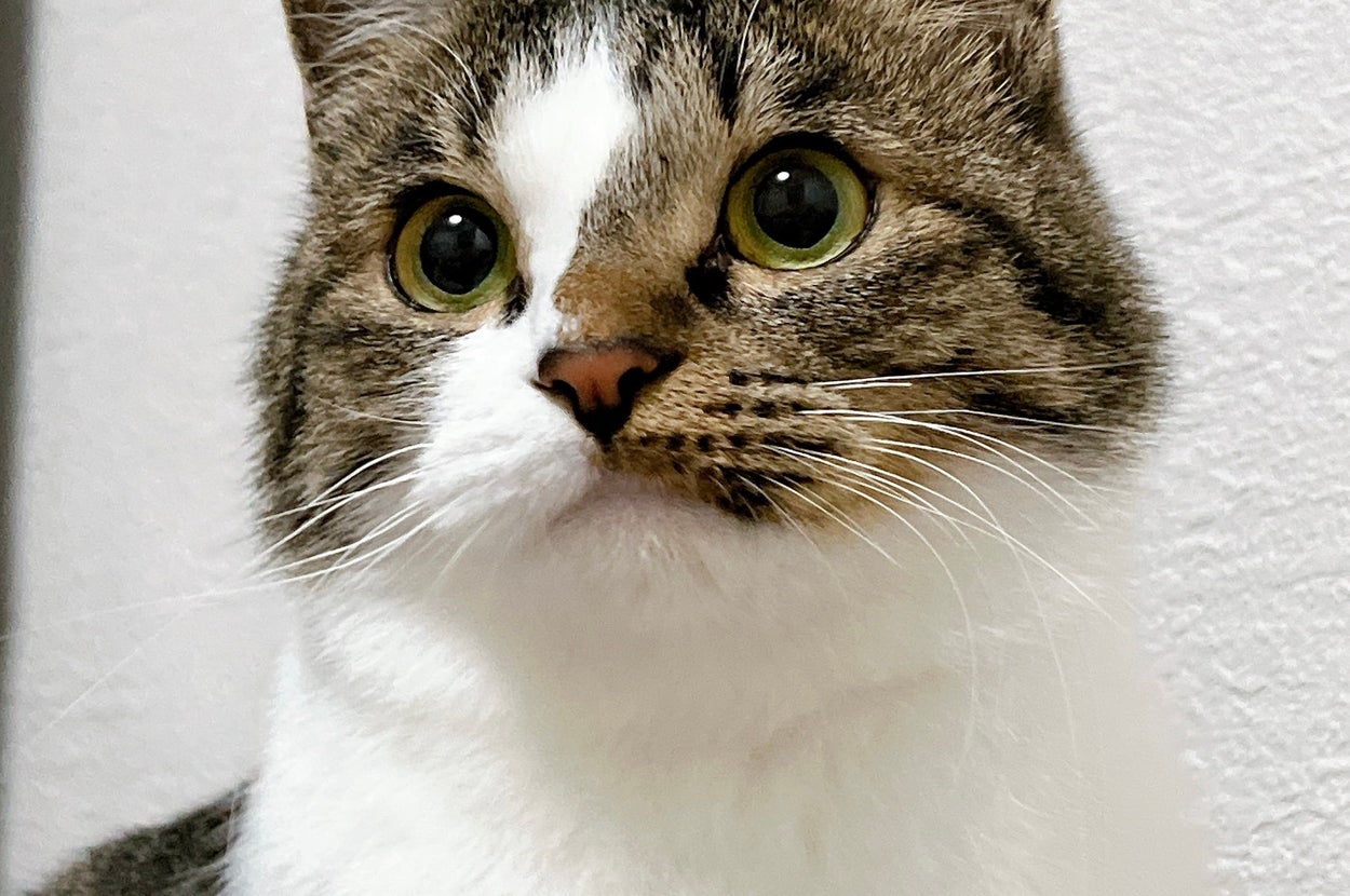 普段のラテちゃん / 飼い主さんのXアカウント（@nekokawaii1214）より