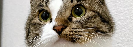 普段のラテちゃん / 飼い主さんのXアカウント（@nekokawaii1214）より