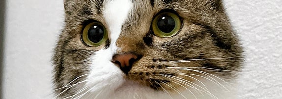 普段のラテちゃん / 飼い主さんのXアカウント（@nekokawaii1214）より