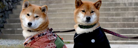2匹の柴犬が着物を着て座っている姿。石畳の上で、背景には階段が見える。