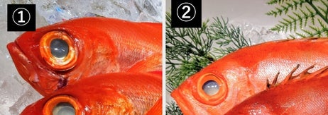 「魚クイズ」として紹介された2種類の魚の画像（農林水産省のXより）