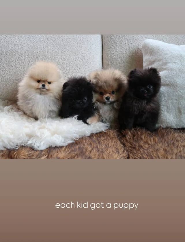 Four fluffy puppies sitting connected  a sofa with the substance   "each kid   got a puppy" beneath  them