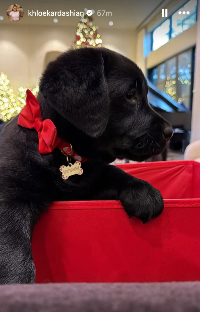A Labrador puppy with a bow and a tag speechmaking  Peppermint sits successful  a box, with vacation  lights disposable   successful  the background