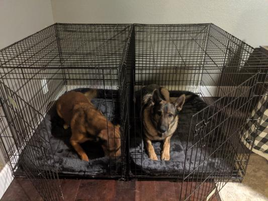 Two dogs sitting successful  adjacent metallic  crates, resting connected  brushed  bedding
