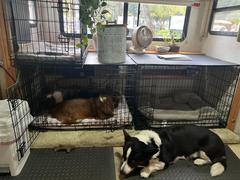 Two dogs resting successful  crates wrong  an RV, with different  canine  sleeping connected  the level  nearby. Indoor plants and a instrumentality   are connected  apical  of the crates