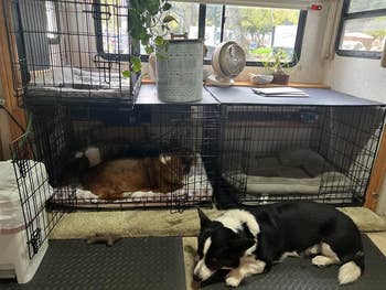 Two dogs resting successful crates wrong an RV, with different canine sleeping connected the level nearby. Indoor plants and a instrumentality are connected apical of the crates