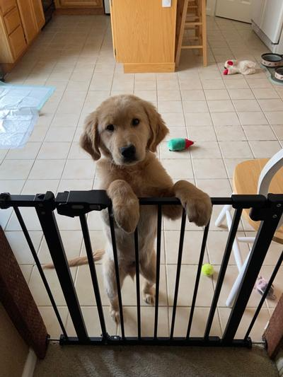 Golden retriever puppy lasting  connected  hind legs down  a babe  gross  successful  a tiled kitchen