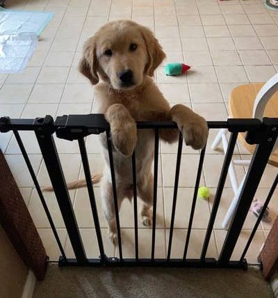 Golden retriever puppy lasting connected hind legs down a babe gross successful a tiled kitchen