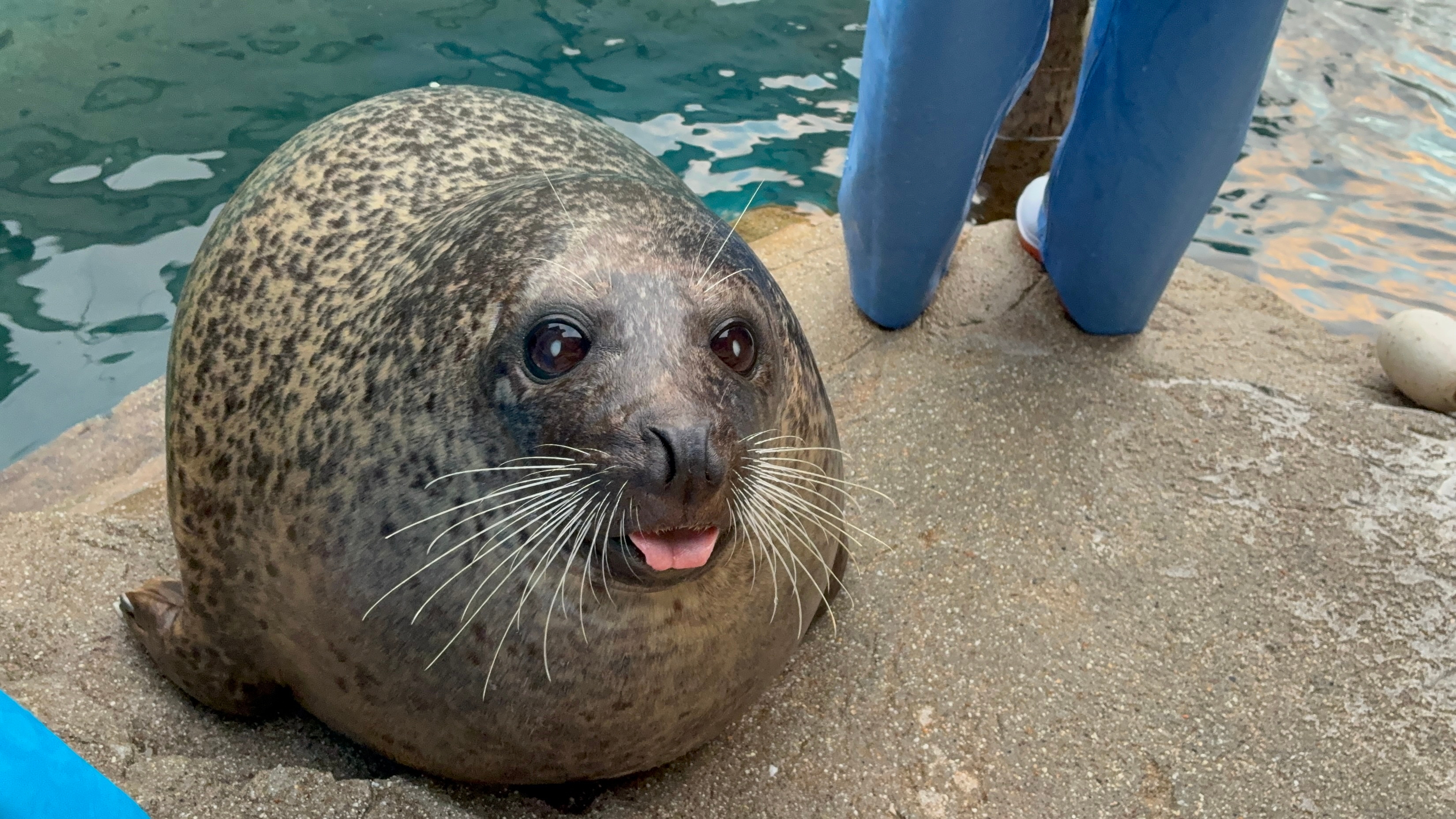 ゴマフアザラシのシロ（京都水族館提供）