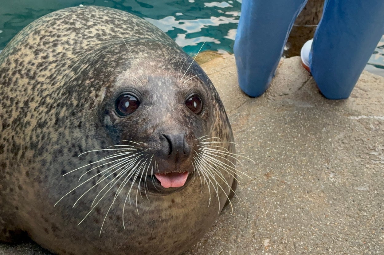 ゴマフアザラシのシロ（京都水族館提供）